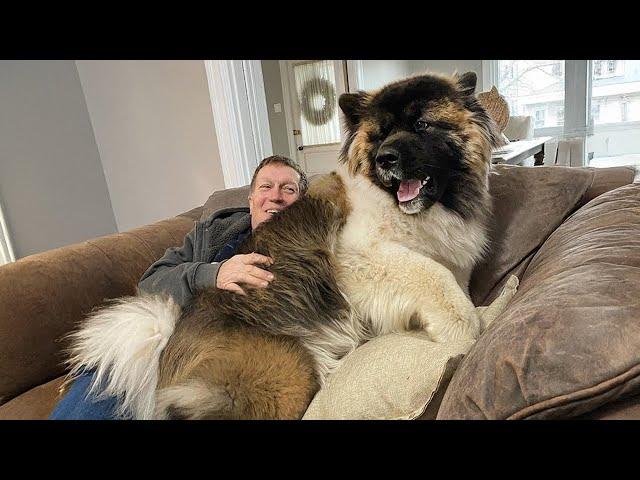 No Need a Lapdog When You Have a Big Dog 