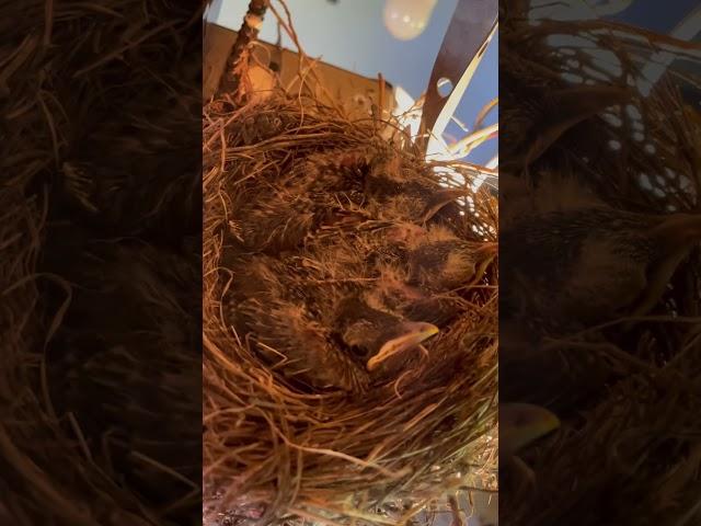 Found a birds nest in our garage!