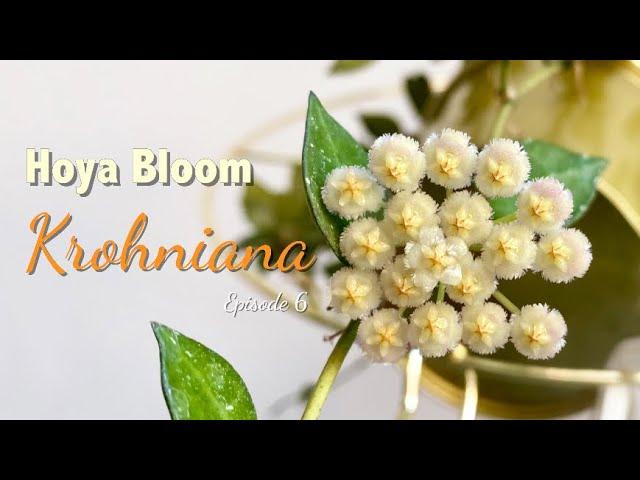  Hoya KROHNIANA | HOYA BLOOM | Peduncle growth | Flowering process | Floral scent