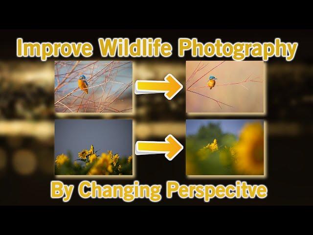 IImprove Your Wildlife Photography by Changing Perspective