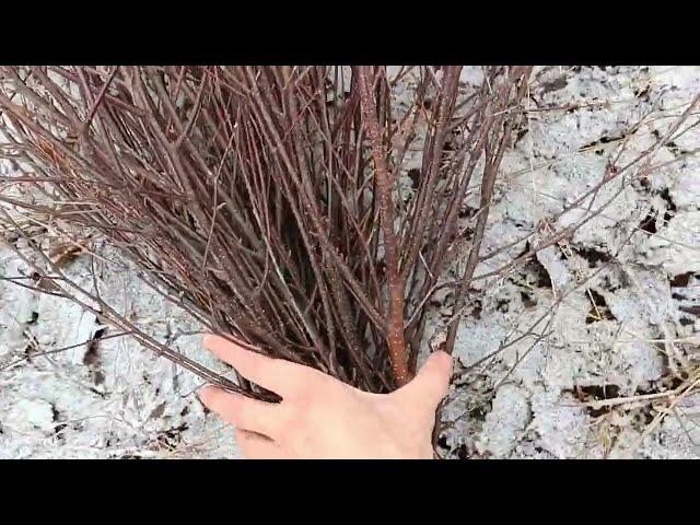 Будни Олега. Поход за речку. Люди на кладбище. Убрал лодку с острова.