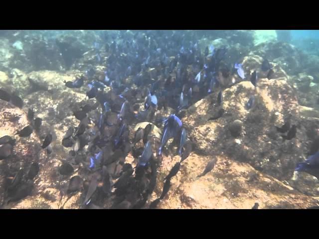 snorkeling @ avila hotel, Curacao - lots of blue doctorfish