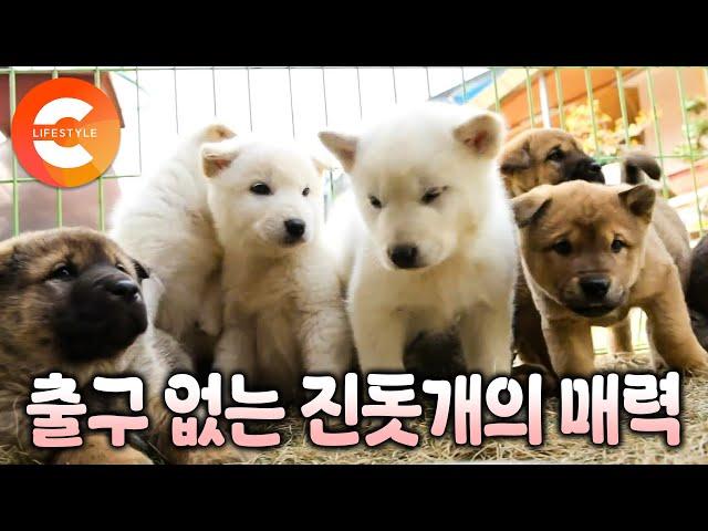 대전까지 팔려갔던 백구가 3개월 만에 집으로 돌아와 주인을 찾았다는 전설의 마을 "진돗개에 한 번 빠지면 못 헤어나요" 천재 안 부러운 토종견 진돗개와 함께 사는 법ㅣ#한국기행