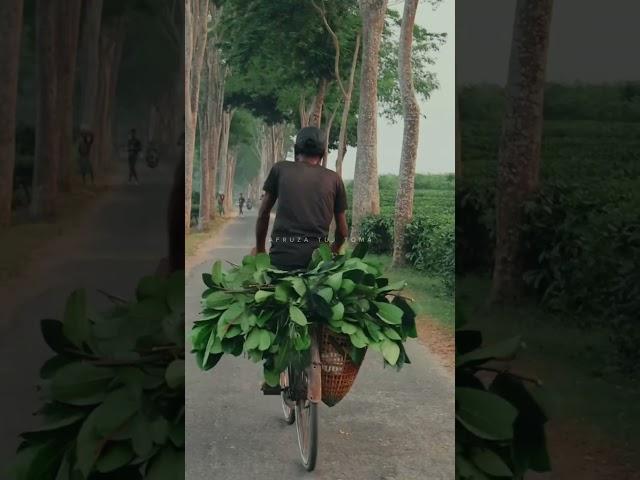 Daily life in Sreemangal #shorts #nature #sreemangal #love #video #beautiful