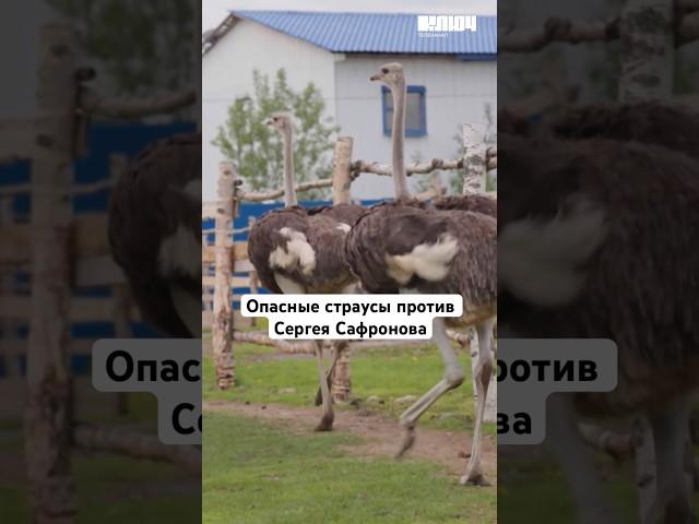 Страусы против Сергея Сафронова #ключ #shorts #профессии #саморазвитие #шоу