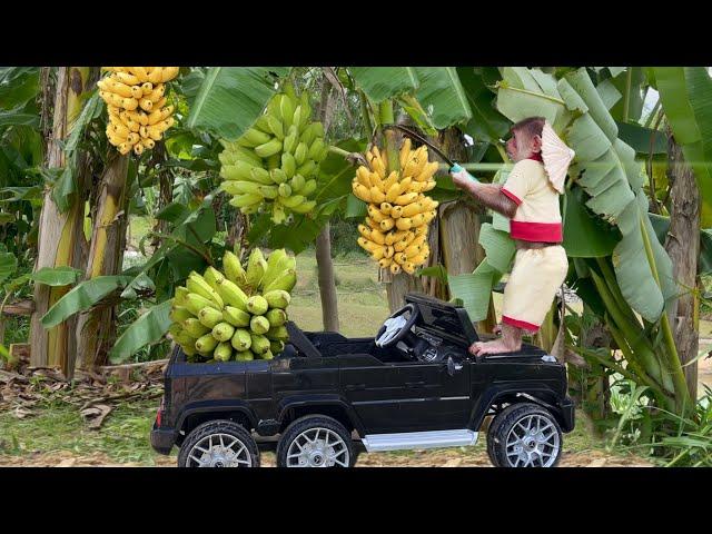 Cutis Farmer Runs Car To Harvest Bananas At The Farm Sell Rescue Baby Goose