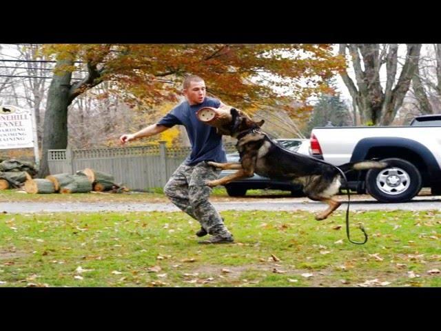 Stonehill Kennel | Protection Dogs | Goshen CT | 888-DOG-NOSE