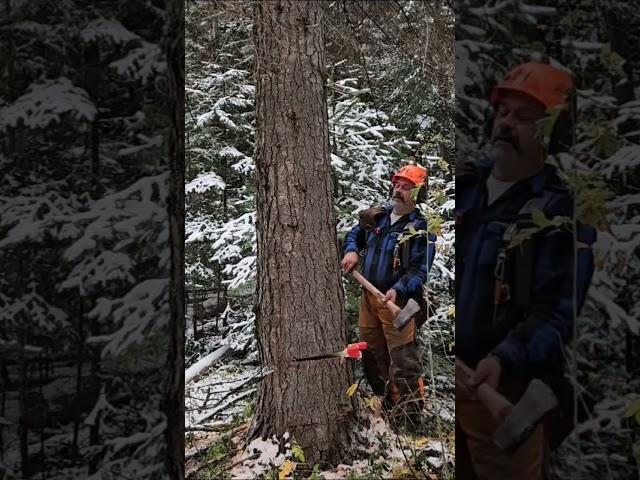 4 Pounder. #chainsawman #precisiontreefelling #shorts #shortvideo #tree
