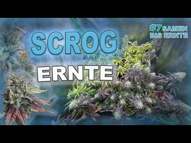 Scrog Grow Ernte  (Living Soil) Anbau für Anfänger