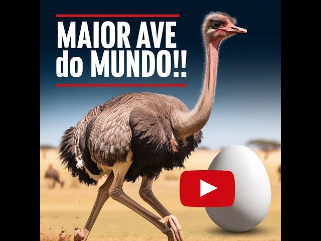 MAIOR AVE DO MUNDO