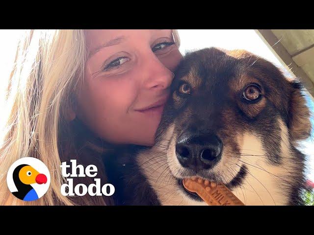 Stray Dog Won't Stop Following Tourist | The Dodo