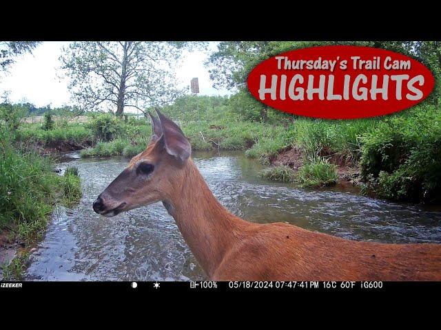 Wildlife WARNING High Water Ahead: Thursday's Trail Cam Highlights 9.12.24