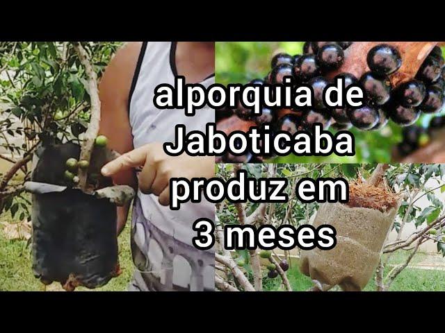 Alporquia de Jaboticaba produz em 3 meses