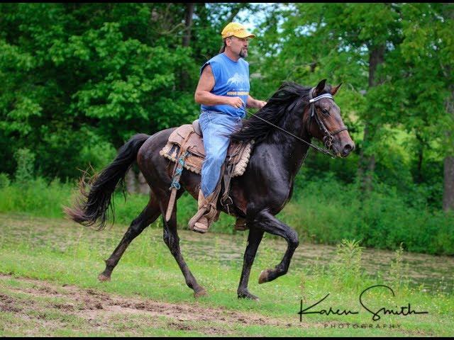 2 Year Old Racking Stallion In Training Owned By Client