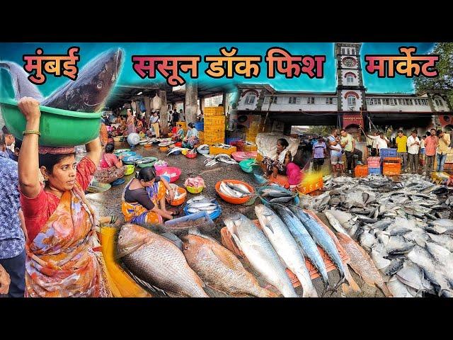 Sassoon Dock Fish Market | मोठमोठे मासे आणि तेही स्वस्त |ससून डॉक फिश मार्केटमध्ये 