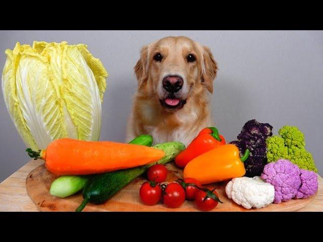 Dog : Show your friend who doesn't Eat Vegetables.