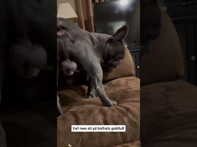 #funny #dogs #pet #dogscats #dog#doglover#doglife