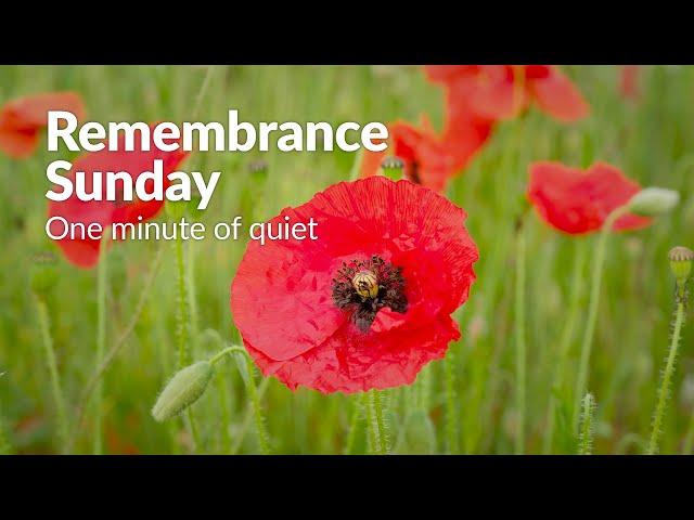 Remembrance Sunday | One minute of quiet in a poppy field | 4K