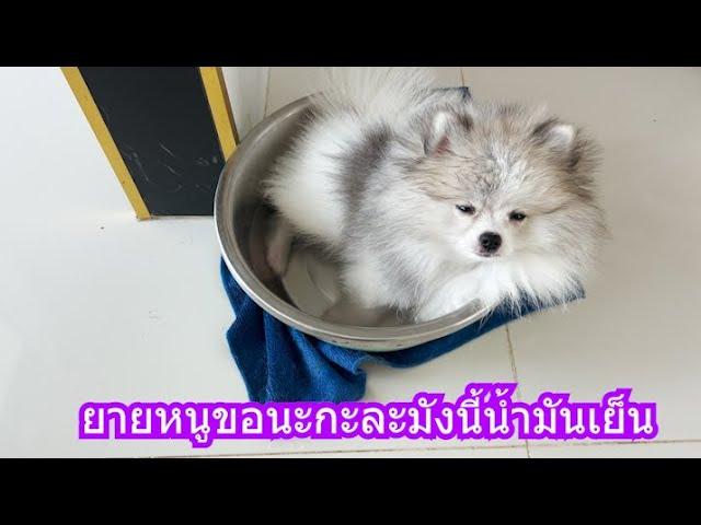 ยายหนูขอนะกะละมังนี้น้ำมันเย็น | ข้าวเหนียว ขี้กระโปกหมา