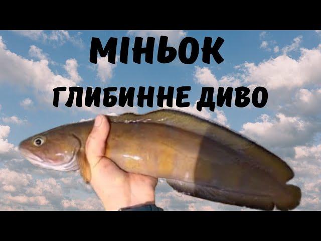 Міньок (Phycis blennoides): цікаві факти про рибу Чорного моря