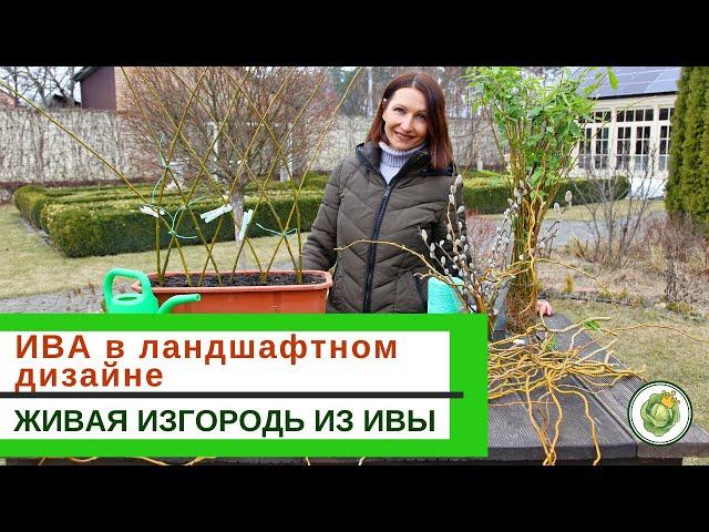 ИВА в ландшафтном дизайне//виды и сорта  ивы//живая изгородь из ивы -  МК