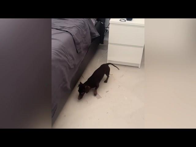 IL CAGNOLINO ATTIRA L’ATTENZIONE DEL SUO PADRONE E GUARDATE CHE COSA GLI CHIEDE!!