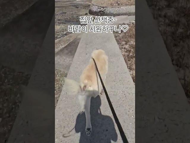 집앞 산책~매일 일찍 집에 오면 좋겠네_#귀요미황금#산책#집앞산책#바다뷰#시원하다잉#몽실이#뽀끔이#몽돌이#몽글이#몽실이새끼#황금이새끼