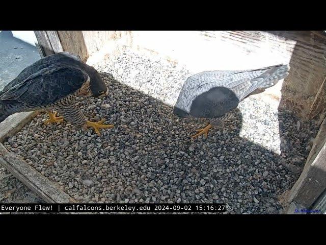 Cal Falcons: Annie Cannot Resist Archie's Serenade  Nest Box Beaky Kisses Ensue  2024 Sep 2