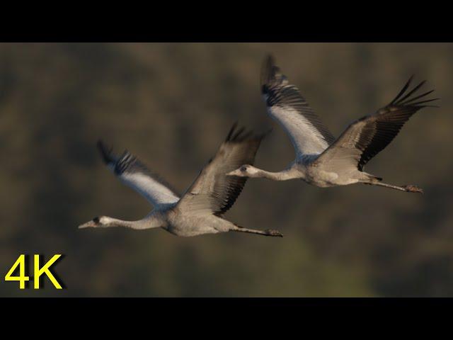 Kranich: Frühling 2020 am See -----  Crane:  At the Lake Spring 2020