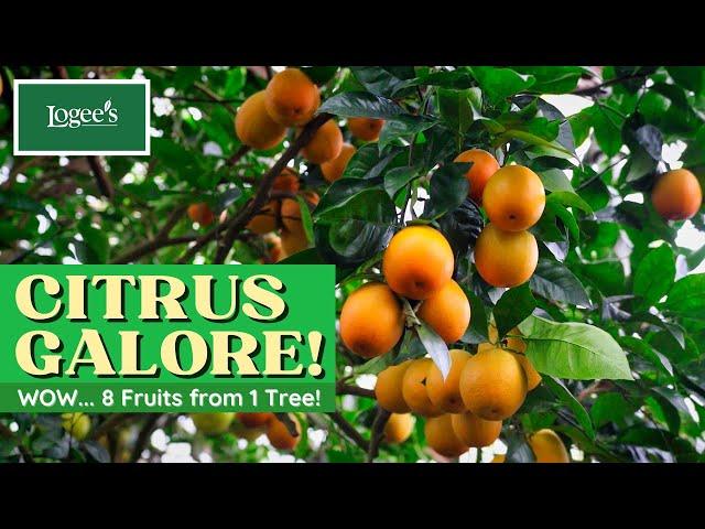 Citrus Galore: 8 Different Fruits on One Citrus Tree!