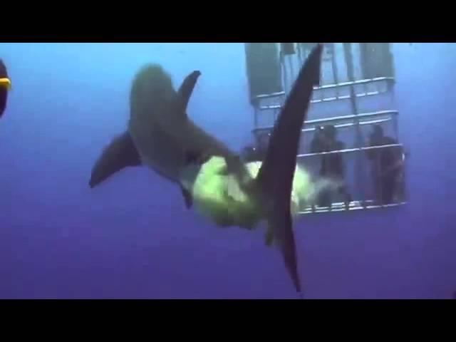 Shark Takes A Large Shit On Diver's - Owned