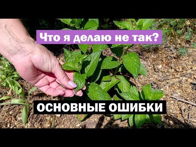 ОСНОВНЫЕ ошибки при выращивании метельчатых гортензий: МОИ НАБЛЮДЕНИЯ