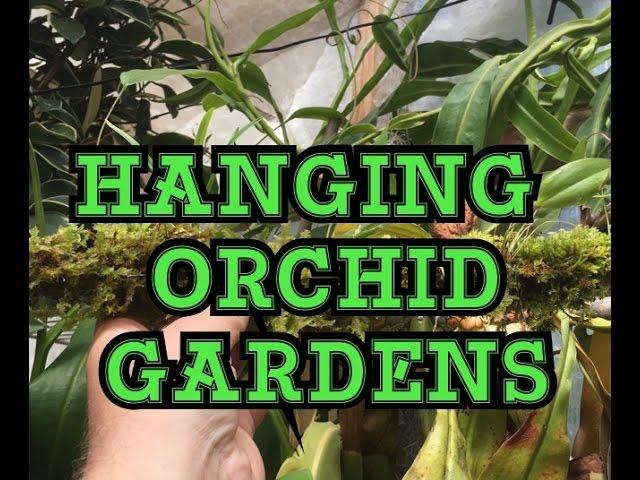 HOW TO BUILD A HANGING MOSSY ORCHID GARDEN/ HANGING ORCHID GARDEN TIPS 1080p