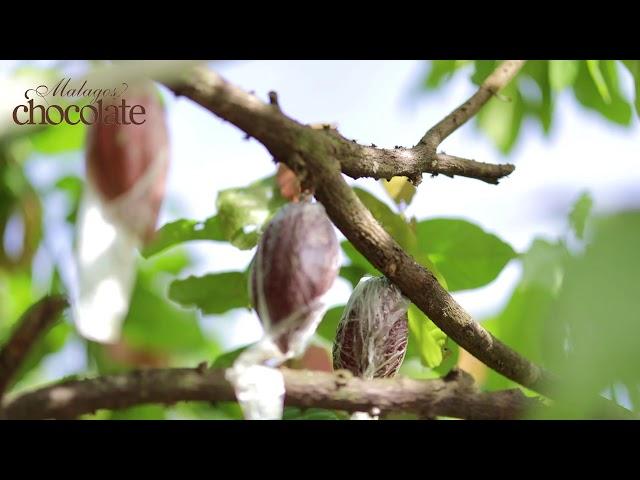 Cacao Harvesting