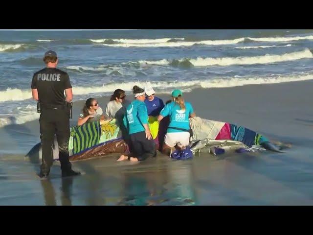 Beached whale spotted on Florida's Atlantic Coast