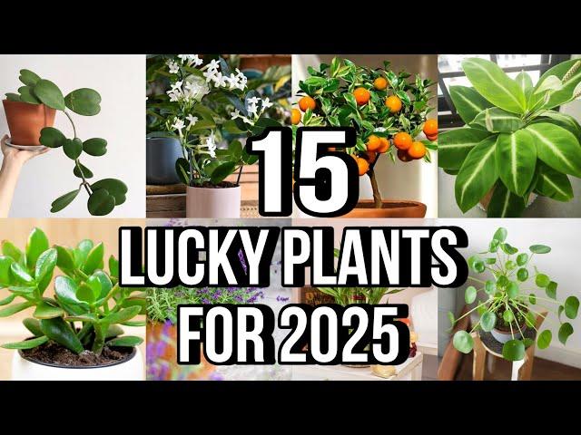 BEST LUCKY RARE PLANTS FOR 2025 | FENG SHUI PLANTS FOR 2025 | LUCKY PLANTS FOR HOME & WORK