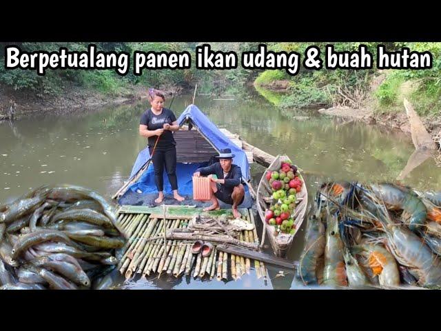 3 hari  berpetualang diatas rakit panen ikan udang dan buah hutan