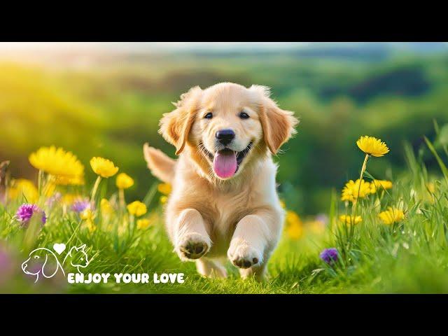 Dog Sleep Music for DogsReduce anxiety Stress for petsRelax my dogHealingmate