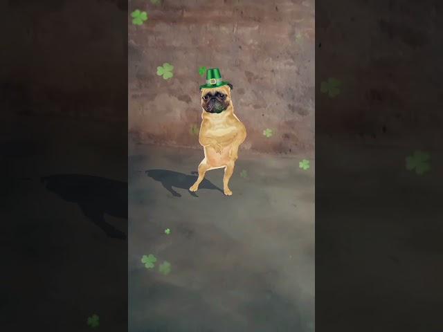 tiki viral dog dance  #viral #trinding #short