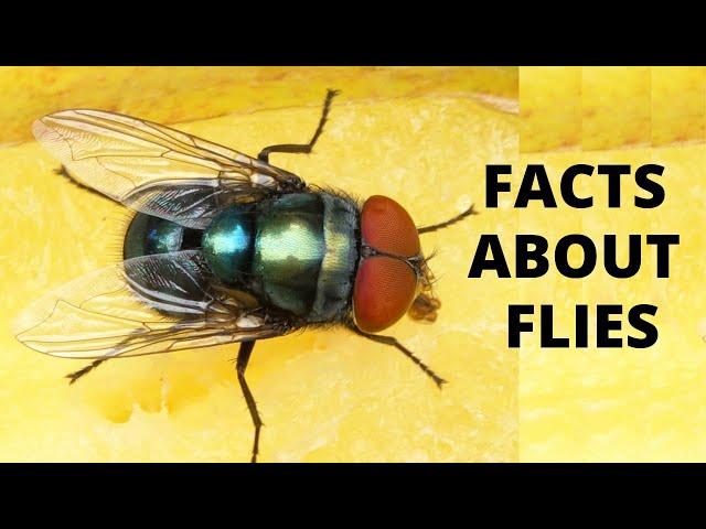 10 Things You Didn't Know About Flies | Housefly Facts | Interesting Facts for Kids