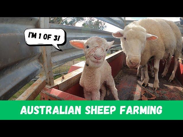 LAMBS LAMBS LAMBS | All systems are go! | Australian Sheep Farming