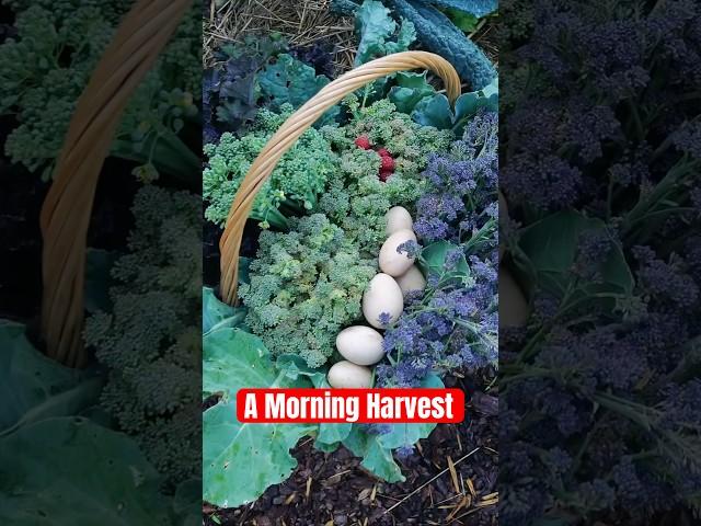 My broccoli is not vibing with this heat! Time to #harvest them from the #garden #farming