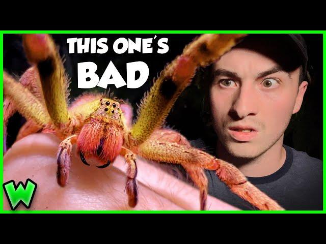 The Truth About The World's Most Venomous Spider