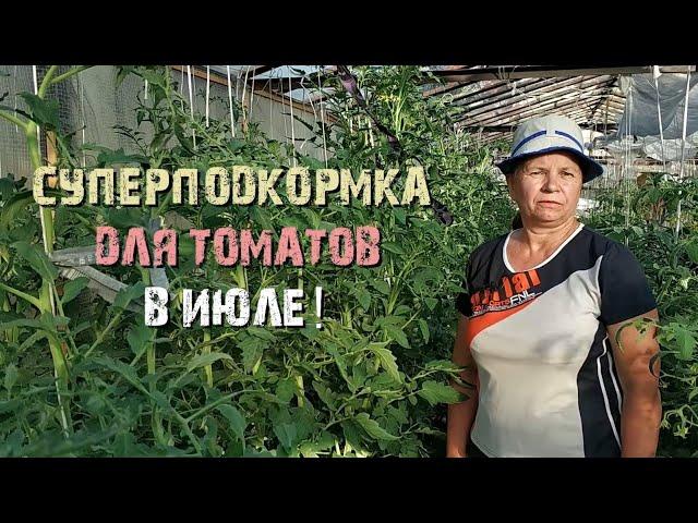 Суперподкормка для томатов в июле!