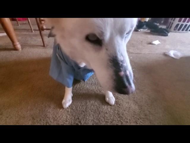 Blind Husky Dog Ivy dresses up and storms off to work