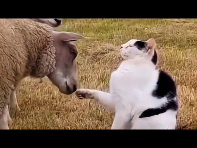 Cats and Dogs Rock / Funny Animals /#14/ Funny Cats and Dogs / Funny anima