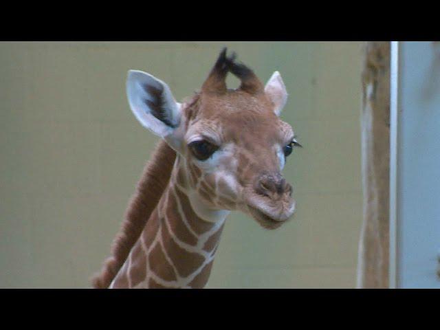 Baby giraffe at the Calgary Zoo