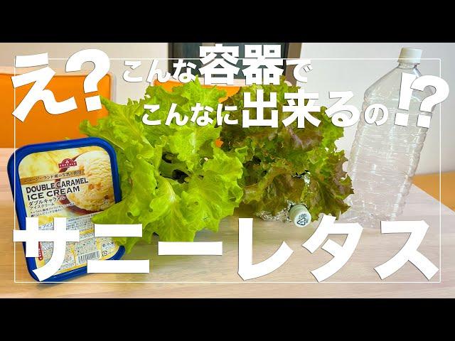 【サニーレタス大量収穫】アイス容器とペットボトルで初心者でも簡単に水耕栽培する方法！種まきから収穫まで！