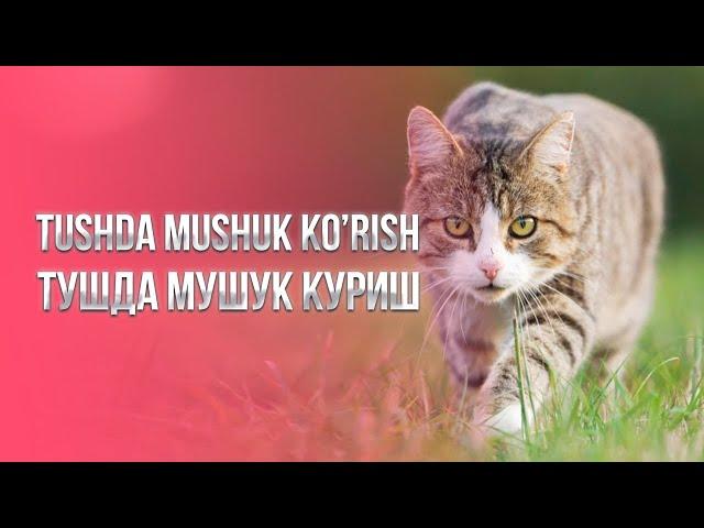 Tushda mushuk ko'rish | Тушда мушук куриш