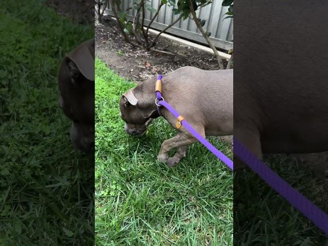 Why do dogs eat grass?  #dogshorts #pitbullsofficial #dogfacts #doghealth #dogbehavior  #puppy